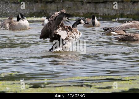 Kanadagänse (Branta canadensis), Bushy Park, Hampton Court, Greater London, England, Großbritannien, Großbritannien, Europa Stockfoto