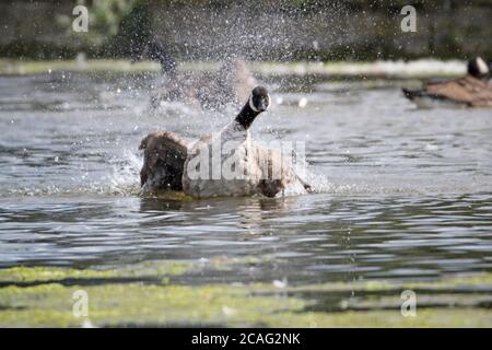 Kanadagänse (Branta canadensis), Bushy Park, Hampton Court, Greater London, England, Großbritannien, Großbritannien, Europa Stockfoto