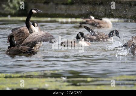 Kanadagänse (Branta canadensis), Bushy Park, Hampton Court, Greater London, England, Großbritannien, Großbritannien, Europa Stockfoto