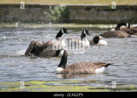 Kanadagänse (Branta canadensis), Bushy Park, Hampton Court, Greater London, England, Großbritannien, Großbritannien, Europa Stockfoto