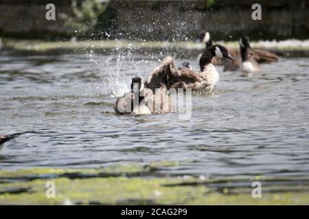 Kanadagänse (Branta canadensis), Bushy Park, Hampton Court, Greater London, England, Großbritannien, Großbritannien, Europa Stockfoto