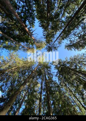 Suchen der Grünen Wald. Bäume mit grünen Blättern, blauer Himmel und Sonne. Ansicht von unten - Hintergrund Stockfoto