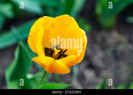 Schöne gelbe Tulpenblume auf dem Grundstück auf grünem Hintergrund von Laub gewachsen. Nahaufnahme Stockfoto