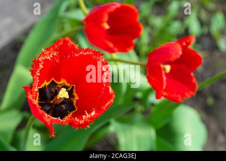 Schöne rote Tulpenblume auf dem Grundstück auf grünem Hintergrund von Laub gewachsen. Stockfoto