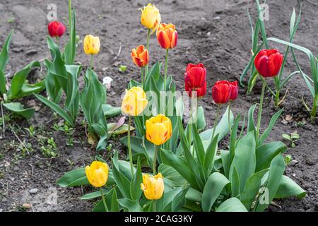 Bunte gelbe und rote Tulpen wachsen mit grünen Blättern auf dem Grundstück. Stockfoto