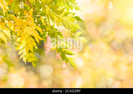 Herbstzweig mit Buchenblättern schmücken schöne Natur Bokeh Hintergrund kopieren Platz für Text Hallo Herbst, september, oktober, november Stockfoto