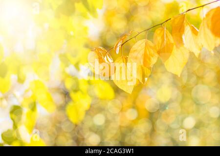 Herbstzweig mit Buchenblättern schmücken schöne Natur Bokeh Hintergrund kopieren Platz für Text Hallo Herbst, september, oktober, november Stockfoto