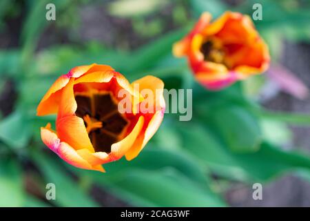 Rembrandt Tulpen in creme und rot auf Grundstück auf einem grünen Hintergrund von Laub. Nahaufnahme Stockfoto