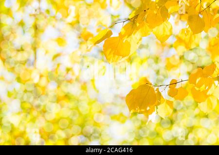 Herbstzweig mit Buchenblättern schmücken schöne Natur Bokeh Hintergrund kopieren Platz für Text Hallo Herbst, september, oktober, november Stockfoto