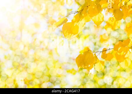 Herbstzweig mit Buchenblättern schmücken schöne Natur Bokeh Hintergrund kopieren Platz für Text Hallo Herbst, september, oktober, november Stockfoto