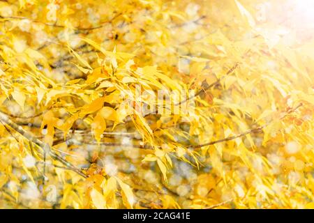 Herbstzweig mit Buchenblättern schmücken schöne Natur Bokeh Hintergrund kopieren Platz für Text Hallo Herbst, september, oktober, november Stockfoto