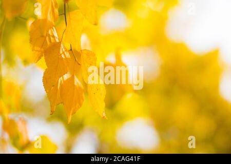 Herbstzweig mit Buchenblättern schmücken schöne Natur Bokeh Hintergrund kopieren Platz für Text Hallo Herbst, september, oktober, november Stockfoto