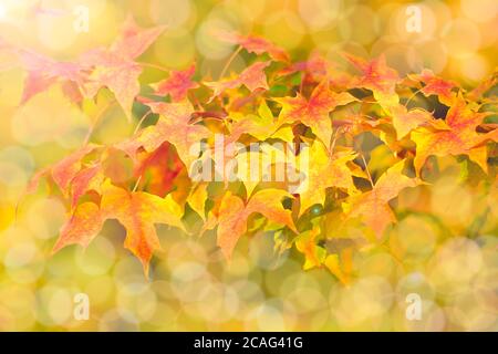 Herbstzweig mit Buchenblättern schmücken schöne Natur Bokeh Hintergrund kopieren Platz für Text Hallo Herbst, september, oktober, november Stockfoto