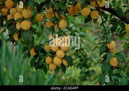 Reife gelbe Früchte der wilden Pflaume wachsen in der Natur an sonnigen Tagen, Sofia, Bulgarien Stockfoto