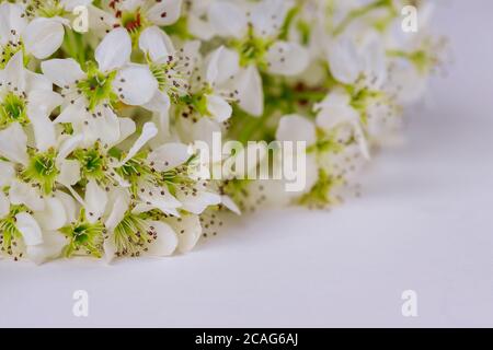 Makro weiß blühende Blumen auf weißem Hintergrund. Grußkartenkonzept. Stockfoto