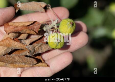 Erwinia amylovora Bakterien atacks Obstbäume Blätter und verursacht Krankheit, bakterielle Verbrennung oder Feuer Blight von jungen Triebe von Apfelbaum. Stockfoto