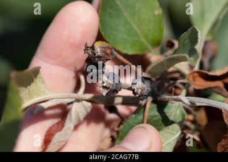 Erwinia amylovora Bakterien atacks Obstbäume Blätter und verursacht Krankheit, bakterielle Verbrennung oder Feuer Blight von jungen Triebe von Apfelbaum. Stockfoto