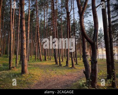 Kiefernwald am Ufer des Finnischen Meerbusens bei Sonnenuntergang Stockfoto