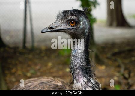 Emu-Vogel, Dromaius novaehollandiae, Nahaufnahme Porträt des australischen Emu-Vogels - Emu ist der zweitgrößte lebende Vogel in seiner Höhe Stockfoto