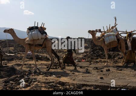 Erta Ale, Äthiopien - Nov 2018: Kamelkarawane, die von Einheimischen aus der Ferne in der Wüste geführt werden Stockfoto