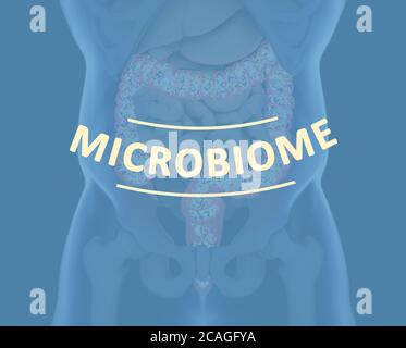Darmbakterien, Mikrobiom. Bakterien im Dickdarm, Konzept, Darstellung. 3D-Illustration. Stockfoto