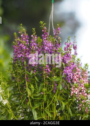 Vergiss mich nicht Angelonia goyazensis Benth, Digitalis solicariifolia Name lila Blume blüht in grünen Kunststoff Topf hängen Stockfoto