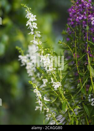 Vergiss mich nicht Angelonia goyazensis Benth, Digitalis solicariifolia Name weiß und lila Blume blüht in grünen Kunststoff Topf hängen Stockfoto