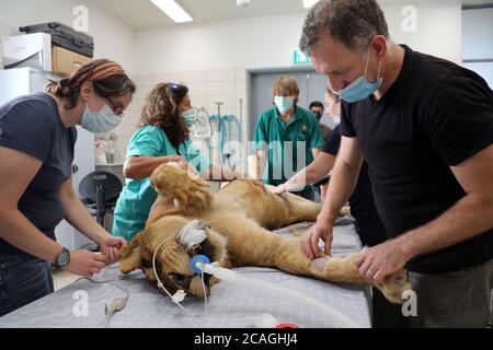 (200807) -- RAMAT GAN, 7. August 2020 (Xinhua) -- Veteranen führen eine Operation für eine zehnjährige Löwin namens Samboro durch, um ihre Eierstockzysten am Ramat Gan Safari Zoo in der zentralen israelischen Stadt Ramat Gan am 6. August 2020 zu entfernen. (Gideon Markowicz/JINI via Xinhua) Stockfoto