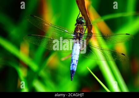 Knappe Chaser Stockfoto