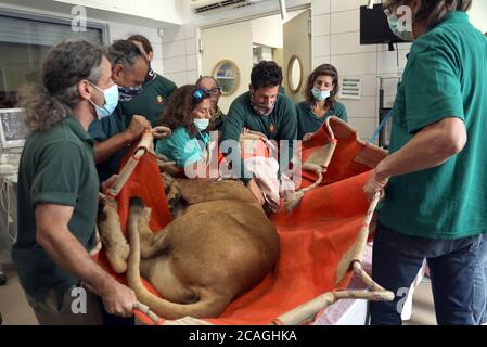 (200807) -- RAMAT GAN, 7. August 2020 (Xinhua) -- Veteranen bereiten sich darauf vor, eine Operation für eine zehnjährige Löwin namens Samboro durchzuführen, um ihre Eierstockzysten am Ramat Gan Safari Zoo in der zentralen israelischen Stadt Ramat Gan am 6. August 2020 zu entfernen. (Gideon Markowicz/JINI via Xinhua) Stockfoto