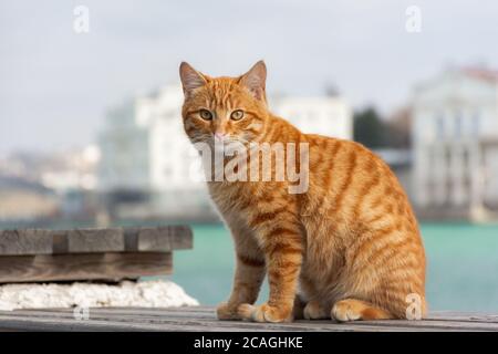 Eine rote Katze sitzt auf dem Hintergrund des Meeres und schaut direkt in die Kamera. Eine schöne tabby Katze mit überraschenden Augen. Porträt eines jungen roten Trikots Stockfoto