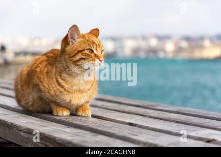 Eine rote Katze sitzt auf dem Hintergrund des Meeres und schaut weg. Eine schöne tabby Katze mit überraschenden Augen. Porträt eines jungen roten Kätzchens auf dem Rücken Stockfoto