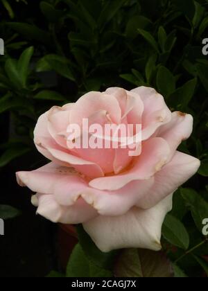 Vertikale Nahaufnahme einer schönen blühenden rosa Rose wächst Im Garten Stockfoto