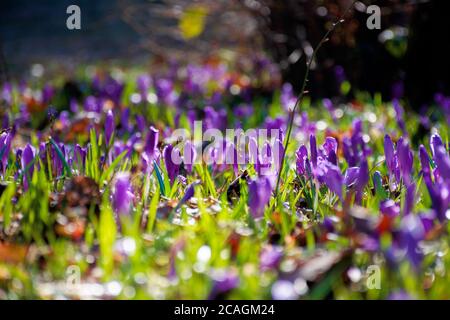 Lila Krokus Blumen auf der Waldlichtung. Schöne Naturkulisse an einem sonnigen Tag im Frühling Stockfoto