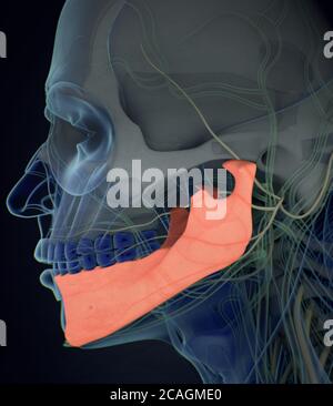 Anatomiedarstellung des menschlichen Unterkiefers, Kieferknochen im Körper. 3D-Illustration Stockfoto