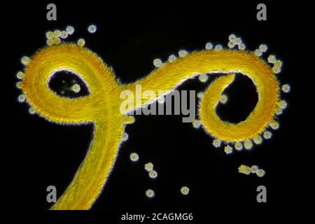 Mikroskopische Ansicht eines Wiesenbartes (Tragopogon pratensis) Blütenstigma Detail und Pollenkörner. Dunkelfeldbeleuchtung. Stockfoto