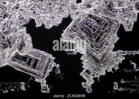 Mikroskopische Ansicht von Natriumchloridkristallen. Dunkelfeldbeleuchtung. Stockfoto