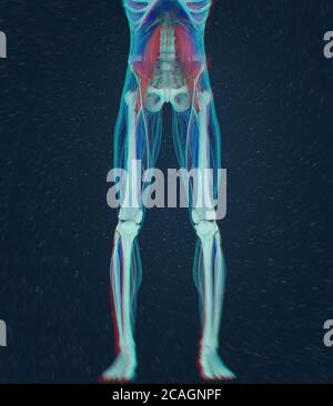 Medizinische anatomische Darstellung des Psoas-Muskels. 3d-Illustration Stockfoto