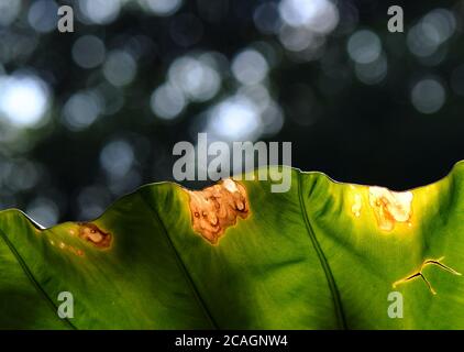 Fuzhou. August 2020. Das Foto vom 7. August 2020 zeigt ein Lotusblatt im Xihu Park in Fuzhou, der Hauptstadt der südöstlichen Provinz Fujian. "Liqiu", oder der Beginn des Herbstes, ist der erste Herbsttag des chinesischen Mondkalenders. Es fällt auf August 7 in diesem Jahr. Quelle: Wei Peiquan/Xinhua/Alamy Live News Stockfoto