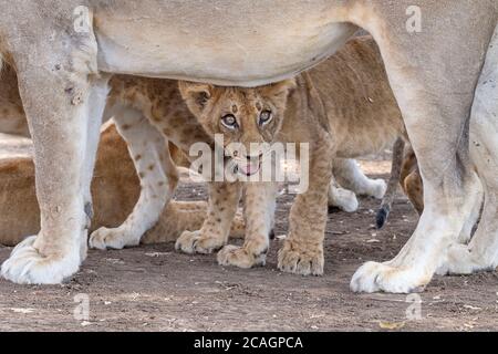 Löwenjunge, Panthera leo, Augen, Gesicht Nahaufnahme steht unter seinem Mutterbauch. South Luangwa National Park, Sambia, Afrika Stockfoto