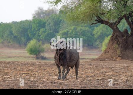 Afrikanischer Büffelbulle, Syncerus Caffer, steht in voller Größe in der afrikanischen Savannah. South Luangwa, Sambia. Vorderansicht dieses majestätischen Büffels. Stockfoto
