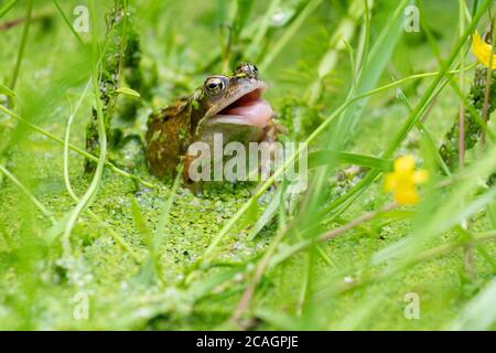 Gewöhnlicher Frosch (Rana temporaria), der im Gartenteich sitzt und auf Insekten wartet, die mit offenem Mund mit Entenkraut bedeckt vorbeikommen, Schottland, Großbritannien Stockfoto