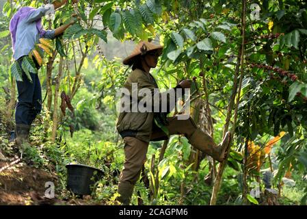 Cianjur, Indonesien. August 2020. Kaffeebauern pflücken Robusta-Kaffeekirschen auf einem Bauernhof in Ciputri Dorf, Cianjur Regentschaft, West Java, Indonesien. "Robusta ist preisgünstiger als arabica-Sorten, aber jetzt ist es an der Zeit, Robusta zu wählen", sagt Dudu Duroni (im Bild), während er mit seiner Frau arbeitet. Die Landwirte in der Region bilden eine lokale Bauernorganisation, die einen langfristigen Vertrag mit einer kaffeeverarbeitenden Industrie eingeht, um sicherzustellen, dass sie stabile Verkaufspreise für sowohl Robusta- als auch arabica-Kirschen erhalten. "Es hilft immer, wenn der Kaffeepreis nach draußen geht", sagt Dudu. Stockfoto