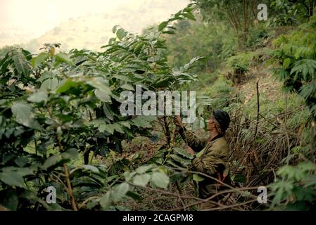 Cianjur, Indonesien. August 2020. Kaffeebauern pflücken Robusta-Kaffeekirschen auf einem Bauernhof in Ciputri Dorf, Cianjur Regentschaft, West Java, Indonesien. "Robusta ist preisgünstiger als arabica-Sorten, aber jetzt ist es an der Zeit, Robusta zu wählen", sagt Dudu Duroni (im Bild), während er mit seiner Frau arbeitet. Die Landwirte in der Region bilden eine lokale Bauernorganisation, die einen langfristigen Vertrag mit einer kaffeeverarbeitenden Industrie eingeht, um sicherzustellen, dass sie stabile Verkaufspreise für sowohl Robusta- als auch arabica-Kirschen erhalten. "Es hilft immer, wenn der Kaffeepreis nach draußen geht", sagt Dudu. Stockfoto