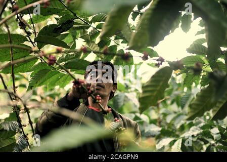 Cianjur, Indonesien. August 2020. Kaffeebauern pflücken Robusta-Kaffeekirschen auf einem Bauernhof in Ciputri Dorf, Cianjur Regentschaft, West Java, Indonesien. "Robusta ist preisgünstiger als arabica-Sorten, aber jetzt ist es an der Zeit, Robusta zu wählen", sagt Dudu Duroni (im Bild), während er mit seiner Frau arbeitet. Die Landwirte in der Region bilden eine lokale Bauernorganisation, die einen langfristigen Vertrag mit einer kaffeeverarbeitenden Industrie eingeht, um sicherzustellen, dass sie stabile Verkaufspreise für sowohl Robusta- als auch arabica-Kirschen erhalten. "Es hilft immer, wenn der Kaffeepreis nach draußen geht", sagt Dudu. Stockfoto