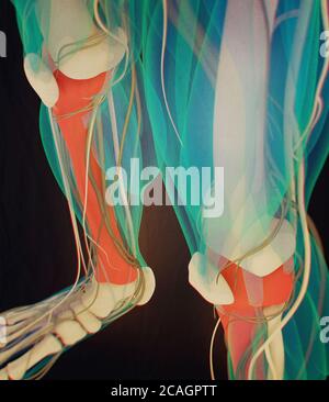 Tibia Knochen, menschliche Anatomie. 3D-Illustration. Stockfoto