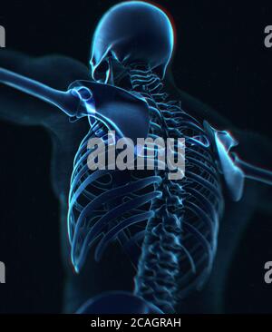 Halsband Knochen Röntgen. Skelettsystem der menschlichen Anatomie. 3D-Illustration Stockfoto