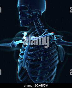 Halsband Knochen Röntgen. Skelettsystem der menschlichen Anatomie. 3D-Illustration Stockfoto