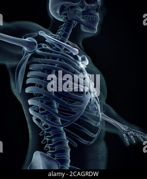 Halsband Knochen Röntgen. Skelettsystem der menschlichen Anatomie. 3D-Illustration Stockfoto