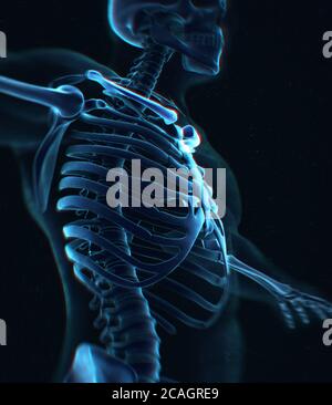 Halsband Knochen Röntgen. Skelettsystem der menschlichen Anatomie. 3D-Illustration Stockfoto